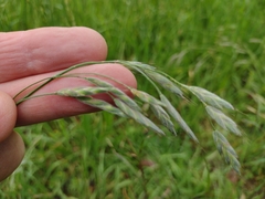 Bromus lithobius