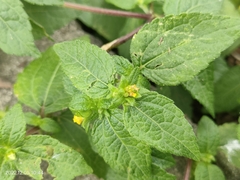 Synedrella nodiflora