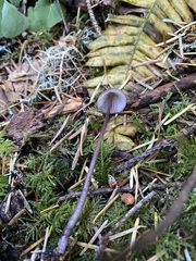 Mycena purpureofusca