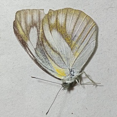 Appias libythea olferna