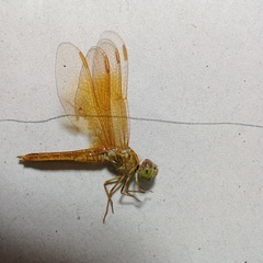 Brachythemis contaminata