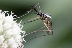 Toxorhynchites rutilus septentrionalis