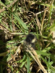 Bombus ephippiatus