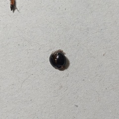 Chilocorus nigritus