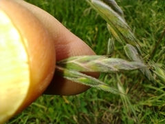 Bromus lithobius