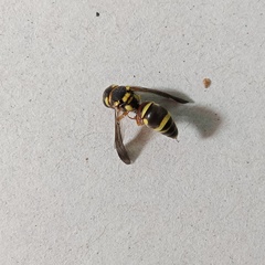 Antepipona