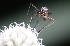 Toxorhynchites rutilus septentrionalis