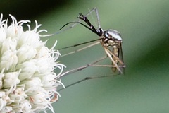 Toxorhynchites rutilus septentrionalis