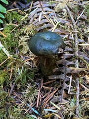 Lactarius aurantiosordidus