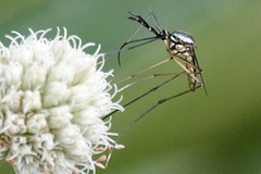 Toxorhynchites rutilus septentrionalis