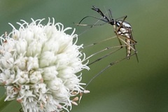 Toxorhynchites rutilus septentrionalis