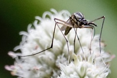 Toxorhynchites rutilus septentrionalis