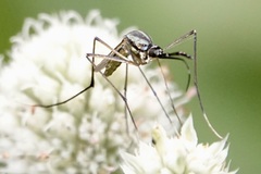Toxorhynchites rutilus septentrionalis