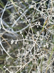 Galium stellatum