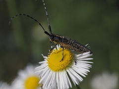 Agapanthia villosoviridescens