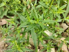 Oldenlandia corymbosa