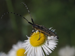 Agapanthia villosoviridescens