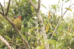 Colaptes rubiginosus