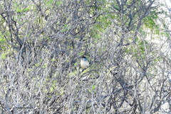 Thamnophilus caerulescens