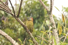 Colaptes rubiginosus