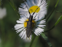 Agapanthia villosoviridescens