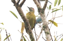 Colaptes rubiginosus