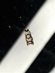 Scaptesyle dichotoma