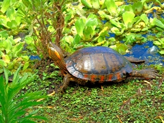 Trachemys dorbigni