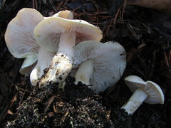 Tricholoma odorum