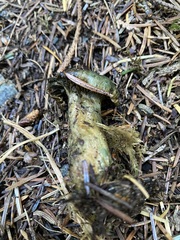 Lactarius aurantiosordidus