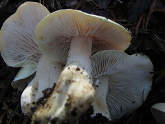 Tricholoma odorum