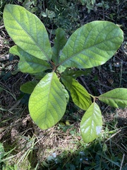 Beilschmiedia tarairi