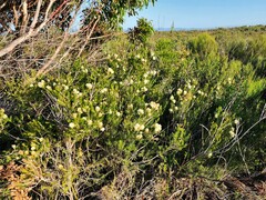 Melaleuca capitata