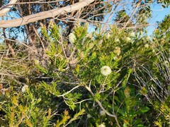 Melaleuca capitata