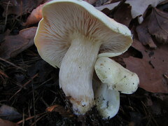 Tricholoma odorum
