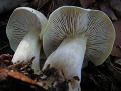 Tricholoma odorum
