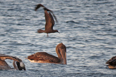 Pelecanus occidentalis urinator