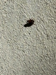 Arocatus melanocephalus