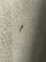 Arocatus melanocephalus