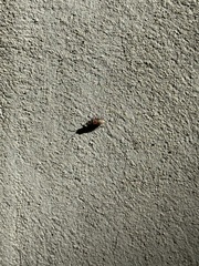 Arocatus melanocephalus