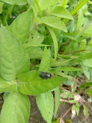 Chrysomya megacephala