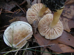 Tricholoma odorum