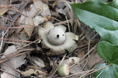 Geastrum