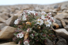 Cerastium nigrescens arcticum