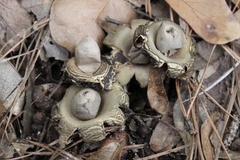 Geastrum