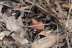 Geastrum