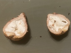 Geastrum