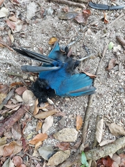 Cyanocorax