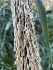 Arundo