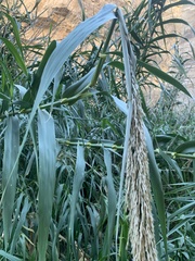 Arundo